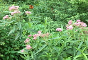 Milkweeds attract Monarch Butterflies