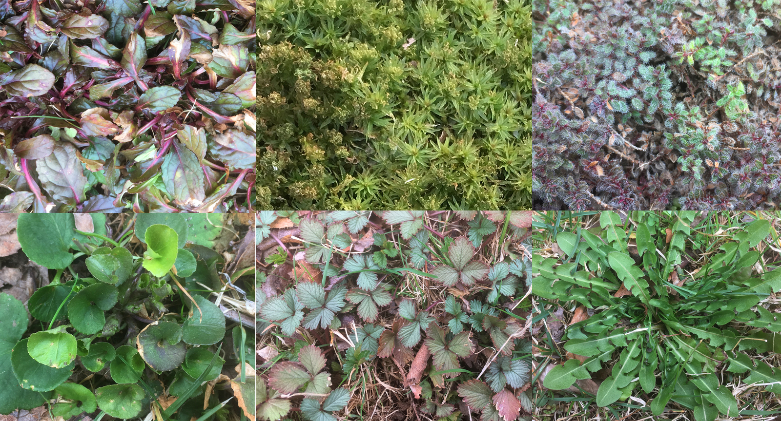 Plants in our lawn.