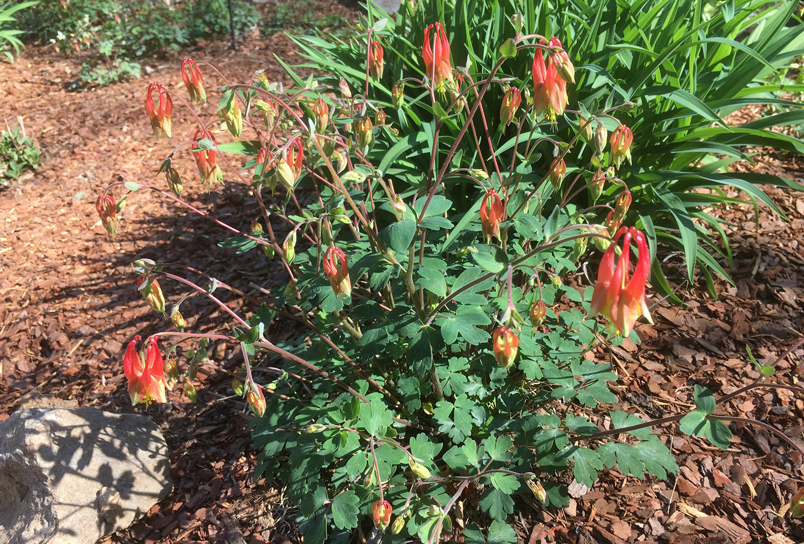 Wild Columbine