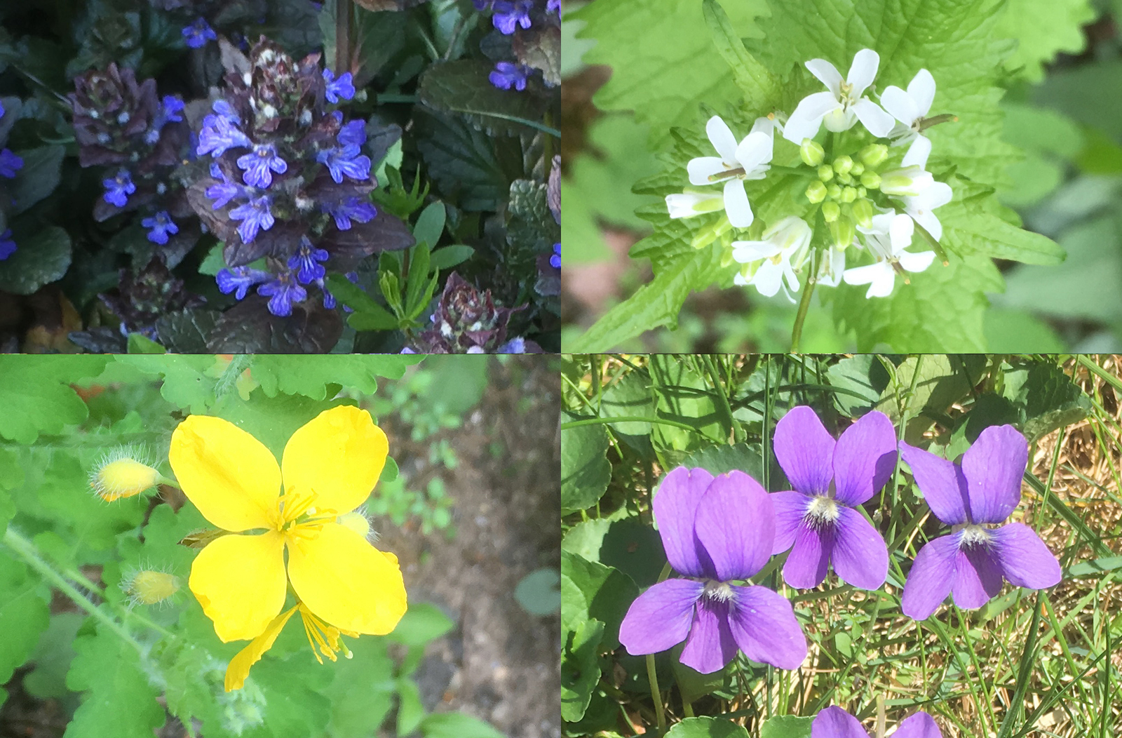 Spring Blooming Wildflowers