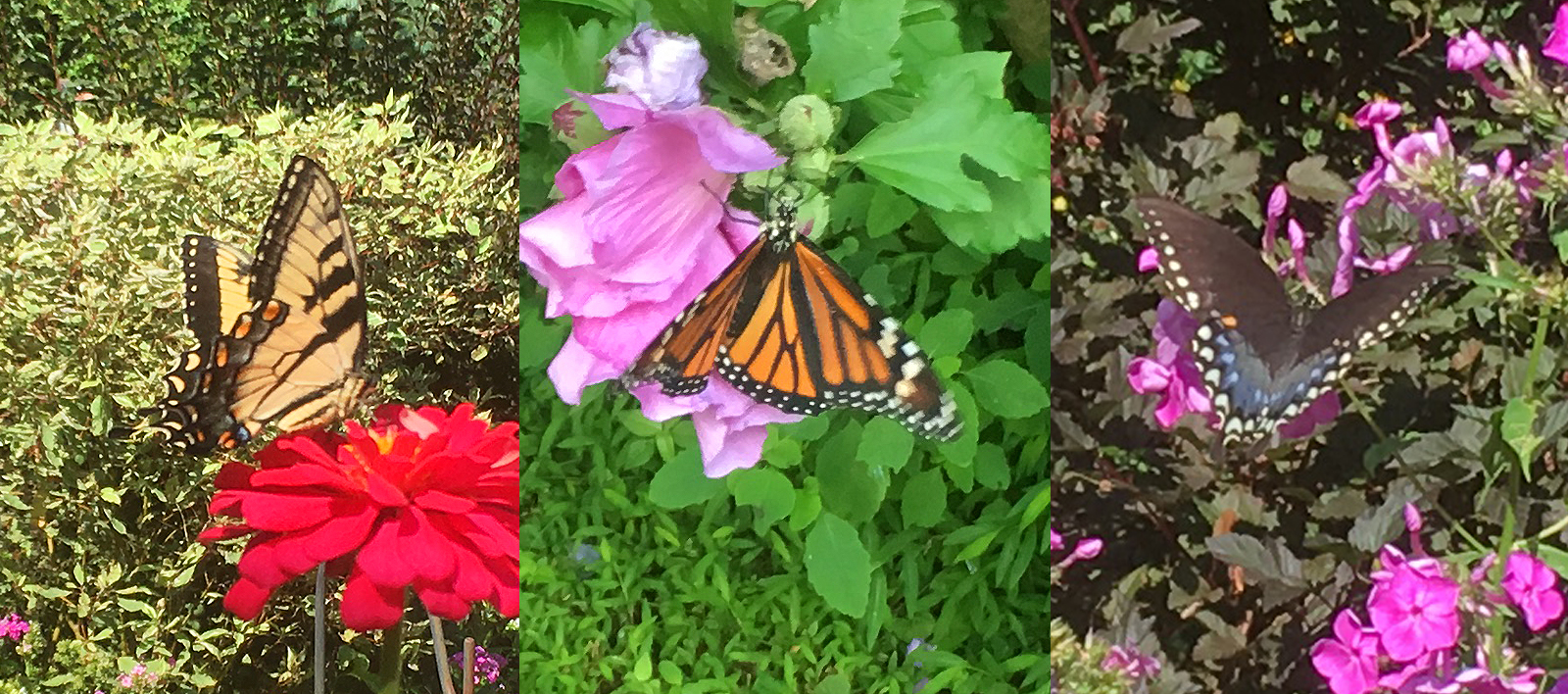 Three Butterfly Pollinators