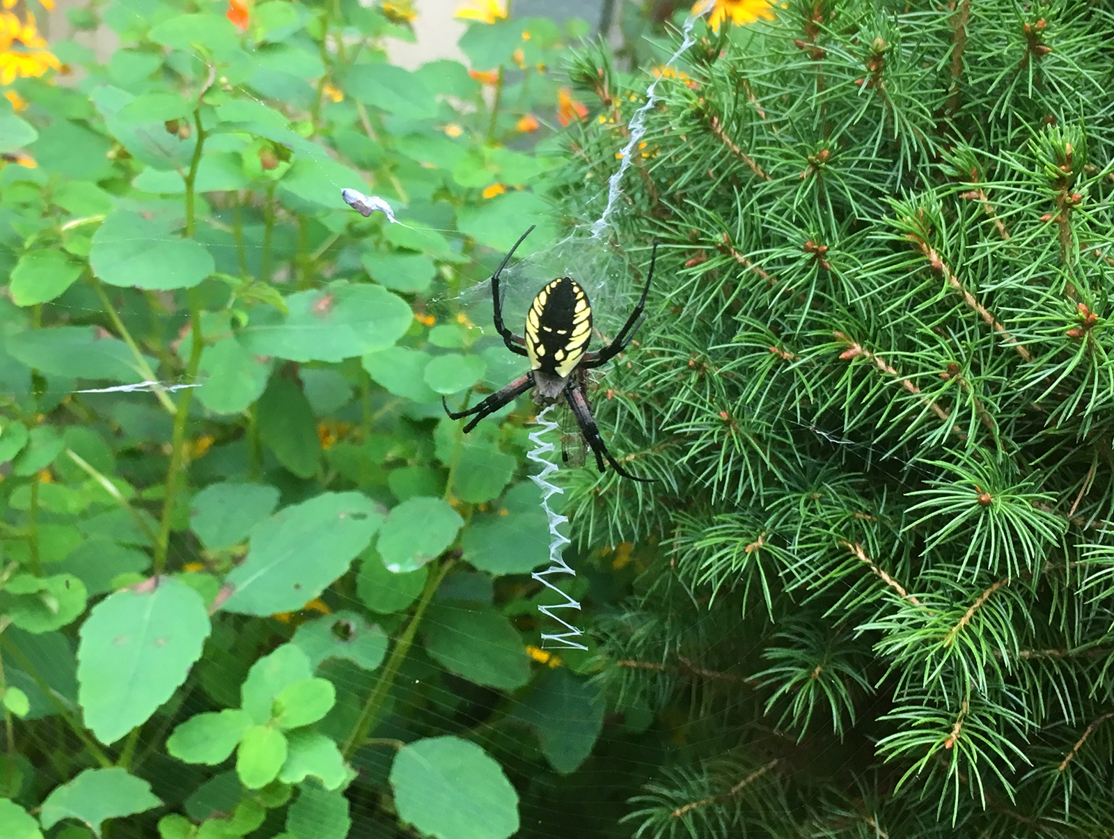 Garden Spider