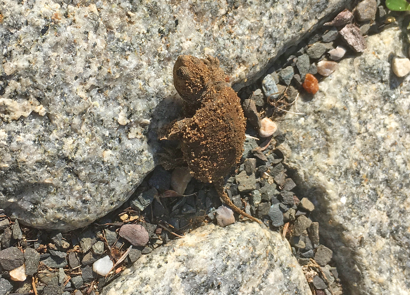 Snapping Turtle hatchling