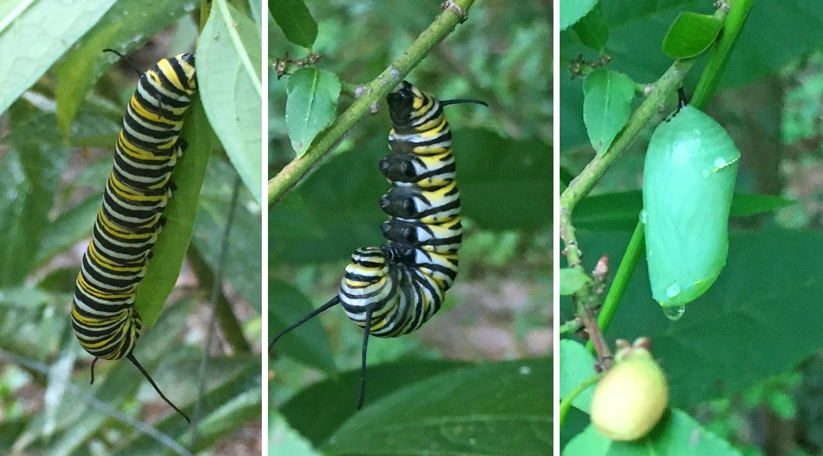 Monarch caterpillar